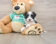5 week old Havanese Puppy For Sale - Florida Fur Babies