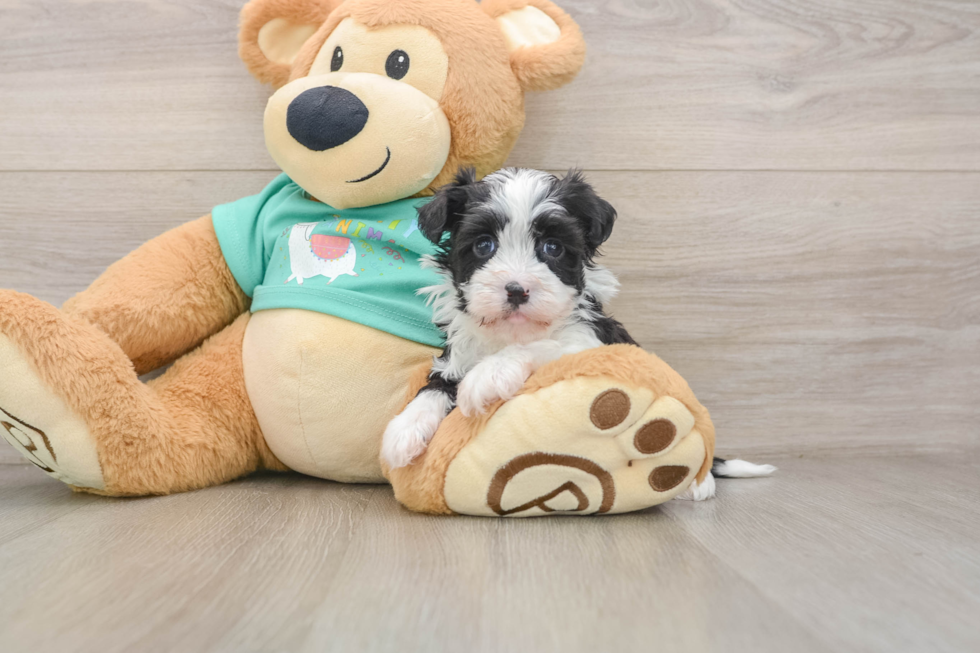 Havanese Puppy for Adoption