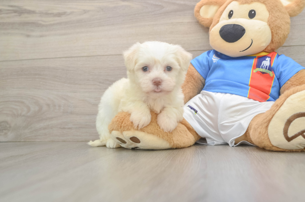 5 week old Havanese Puppy For Sale - Florida Fur Babies