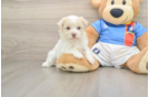 Best Havanese Baby