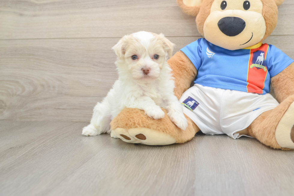 Best Havanese Baby