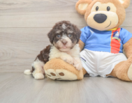 6 week old Havanese Puppy For Sale - Florida Fur Babies