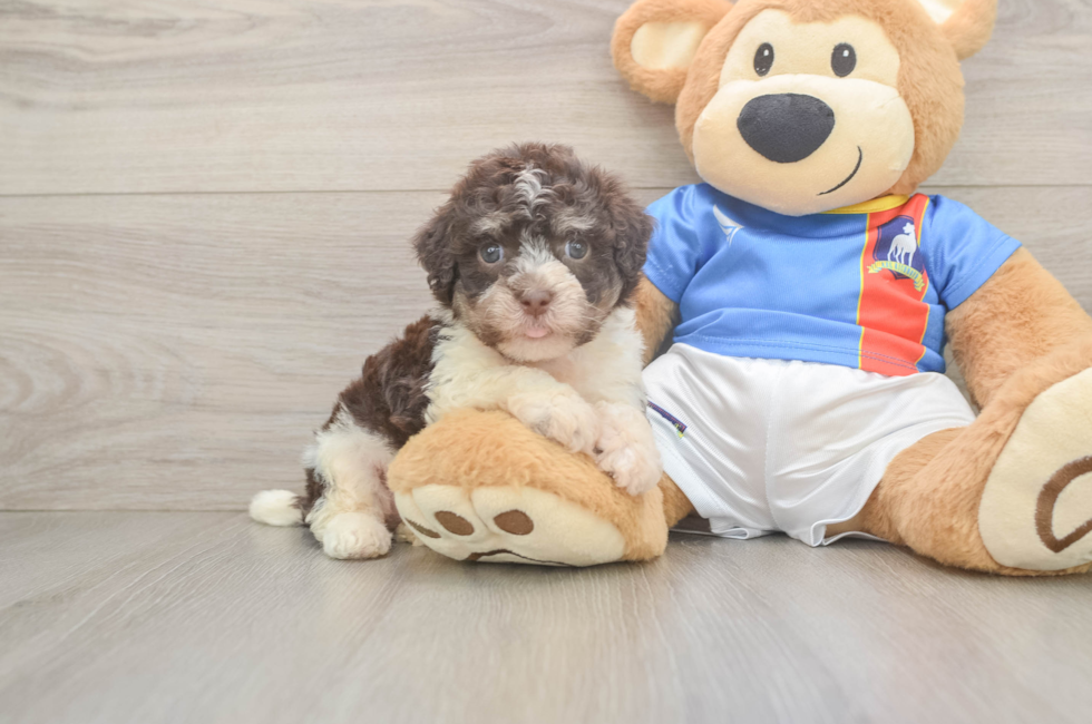 5 week old Havanese Puppy For Sale - Florida Fur Babies