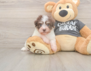 7 week old Havanese Puppy For Sale - Florida Fur Babies