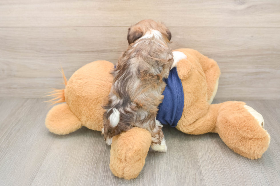 Best Havanese Baby