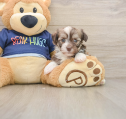 5 week old Havanese Puppy For Sale - Florida Fur Babies