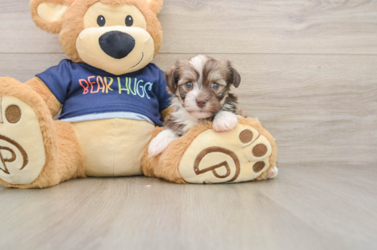 Havanese Puppy for Adoption