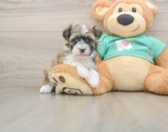 6 week old Havanese Puppy For Sale - Florida Fur Babies