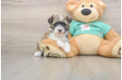 Friendly Havanese Baby