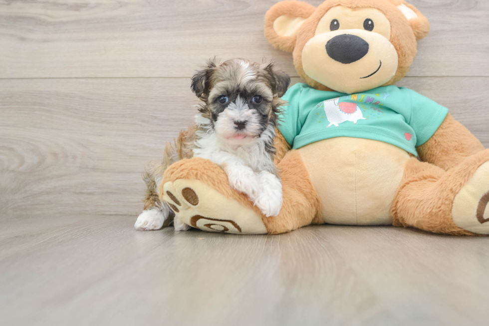 Friendly Havanese Baby