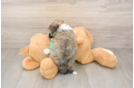 Little Havanese Baby