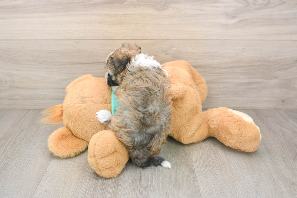 Little Havanese Baby