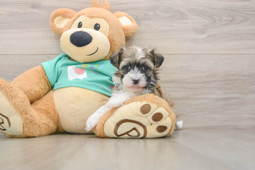 Sweet Havanezer Purebred Puppy