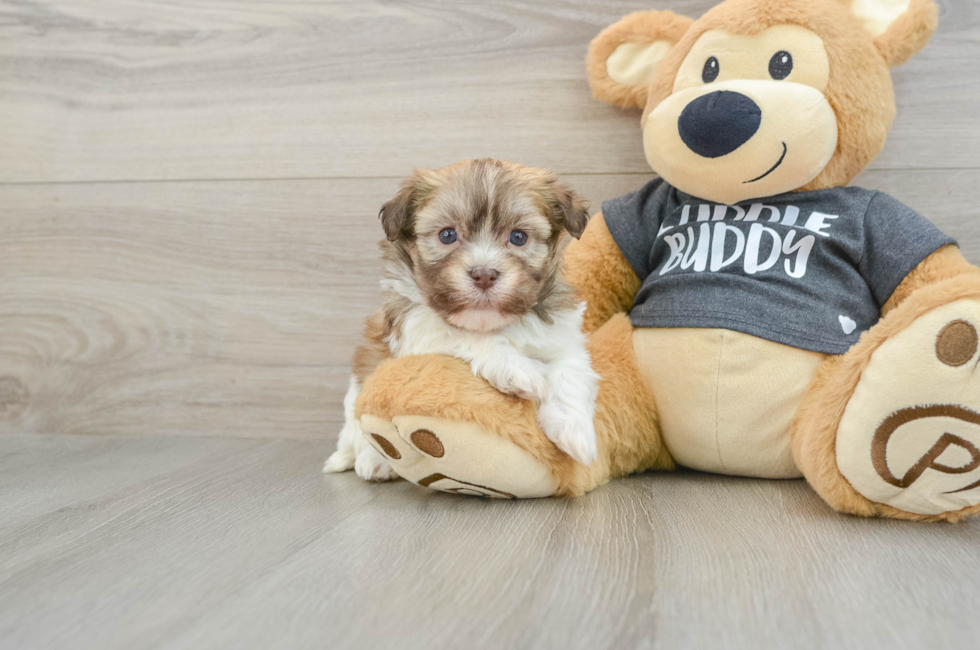 5 week old Havanese Puppy For Sale - Florida Fur Babies