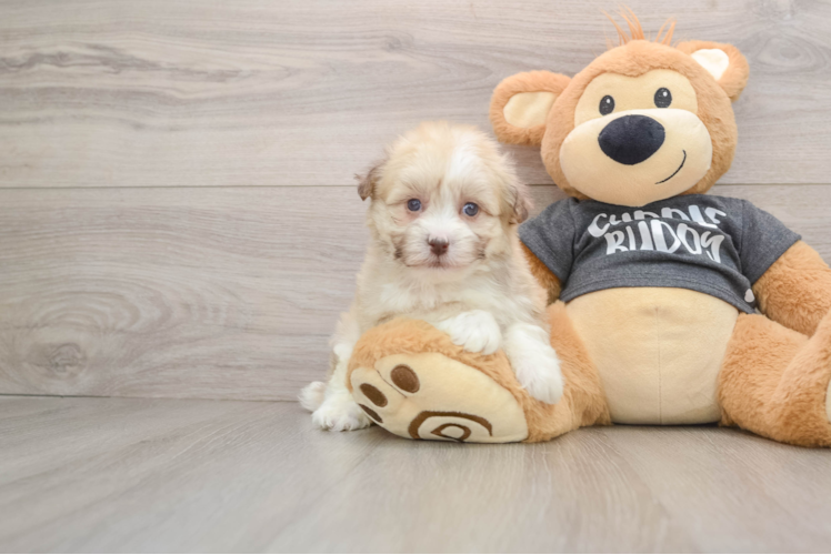 Cute Havanese Cuban Bichon Purebred Puppy