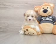 5 week old Havanese Puppy For Sale - Florida Fur Babies