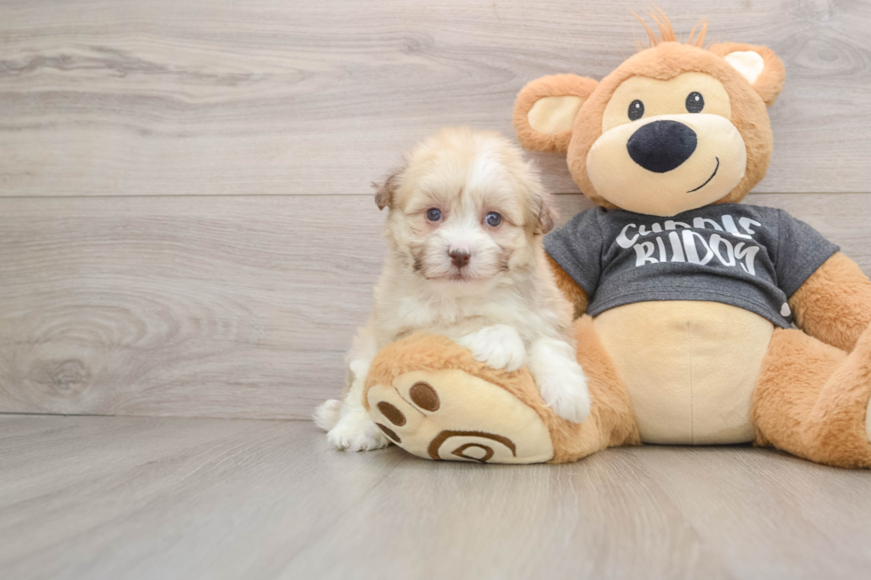 Cute Havanese Cuban Bichon Purebred Puppy