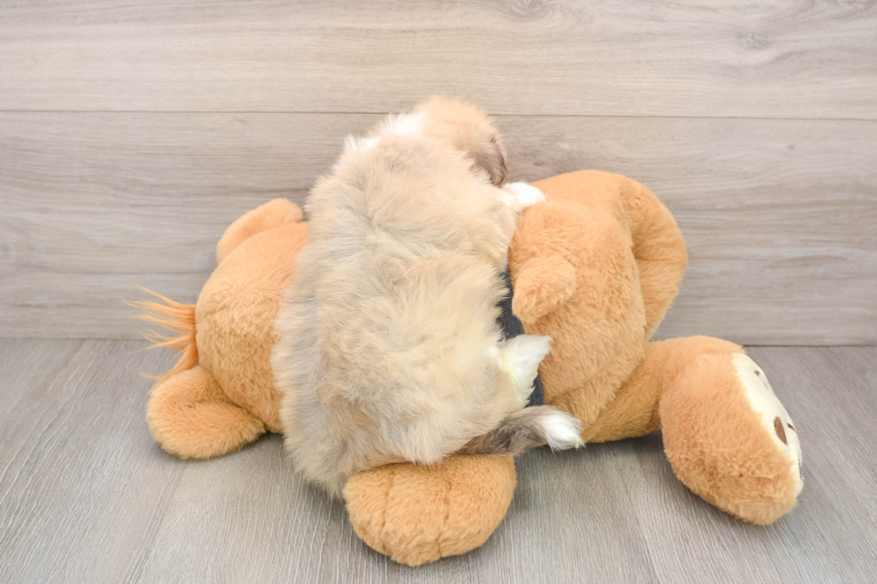 Little Havanese Baby