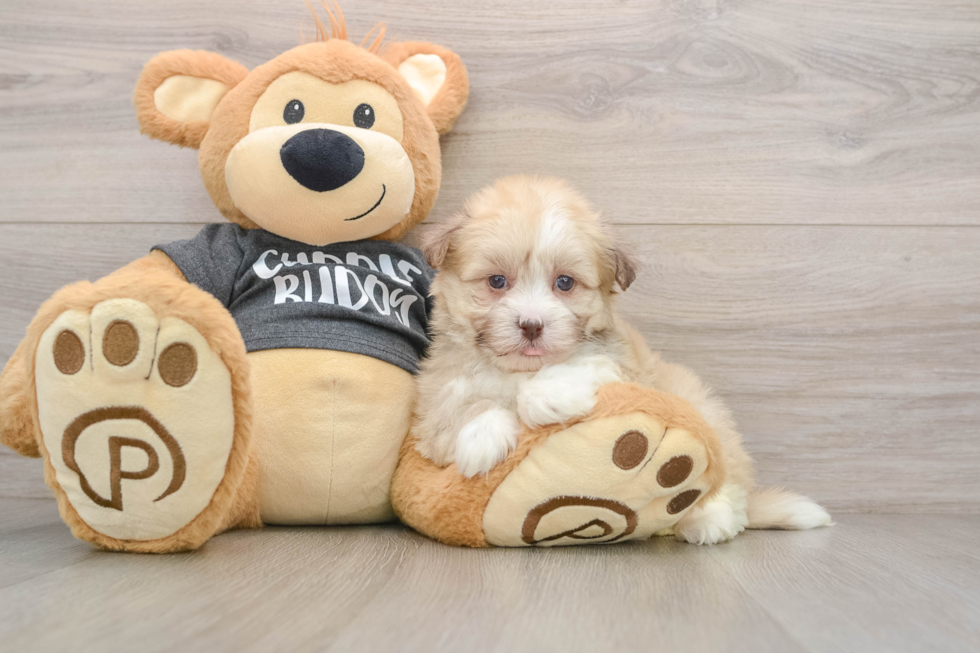 Havanese Puppy for Adoption