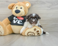 8 week old Havanese Puppy For Sale - Florida Fur Babies