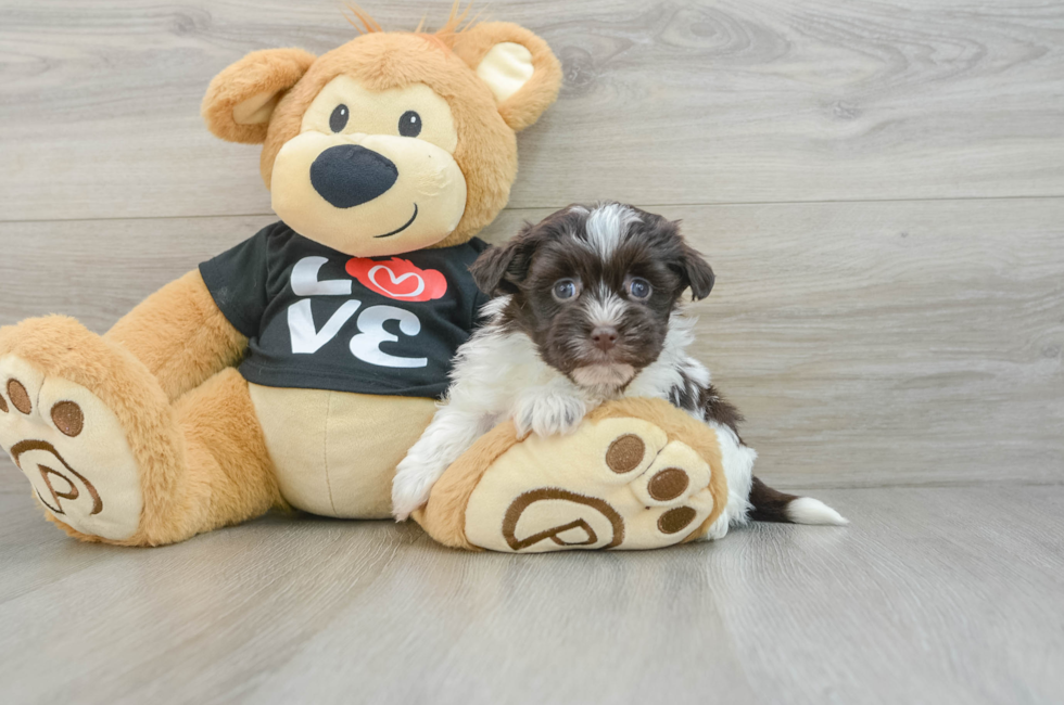 6 week old Havanese Puppy For Sale - Florida Fur Babies