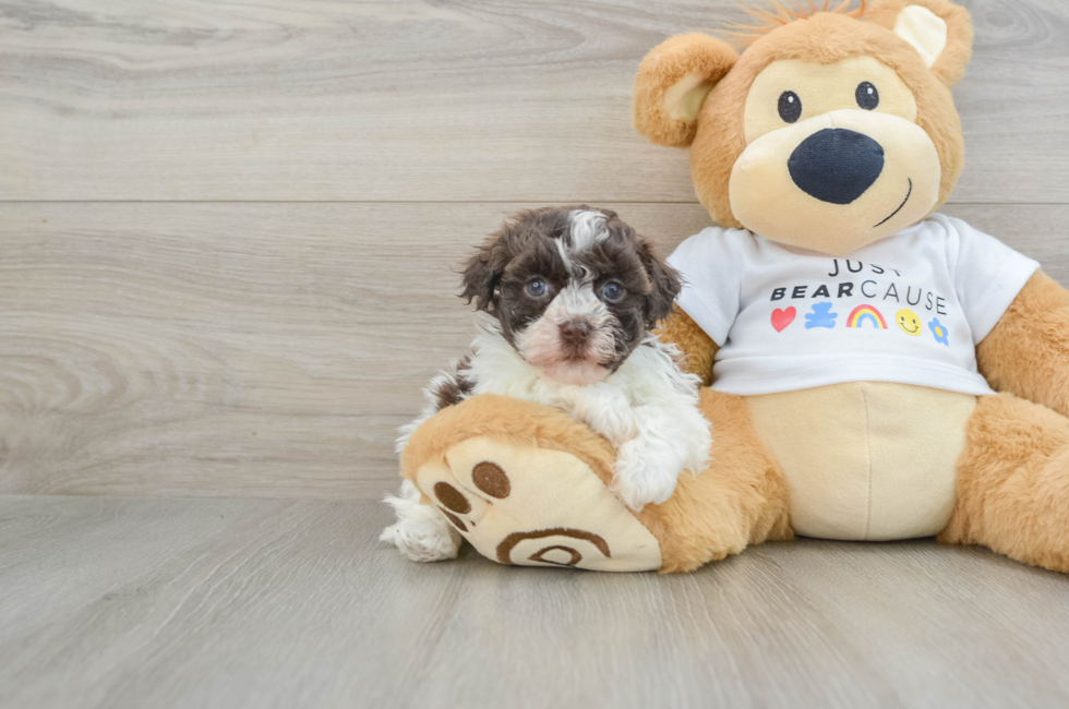 6 week old Havanese Puppy For Sale - Florida Fur Babies