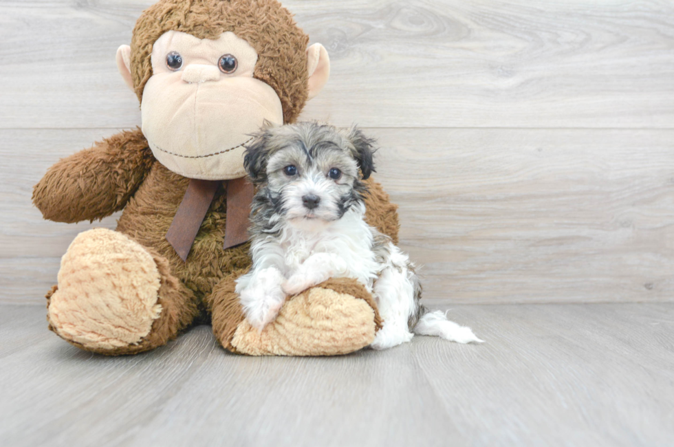 7 week old Havanese Puppy For Sale - Florida Fur Babies