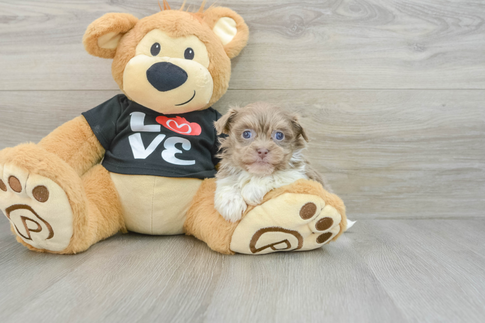 Little Havanese Purebred Pup