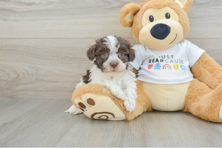 Havanese Puppy for Adoption