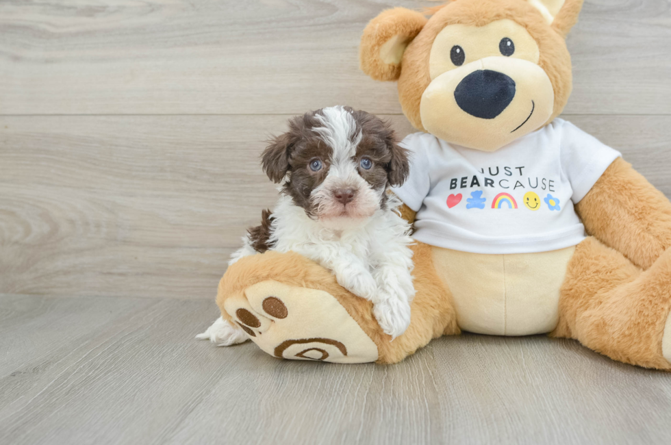 6 week old Havanese Puppy For Sale - Florida Fur Babies