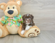 6 week old Havanese Puppy For Sale - Florida Fur Babies