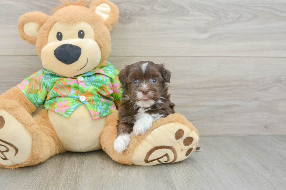 5 week old Havanese Puppy For Sale - Florida Fur Babies