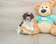 5 week old Havanese Puppy For Sale - Florida Fur Babies