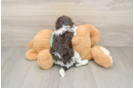 Hypoallergenic Havanese Purebred Pup