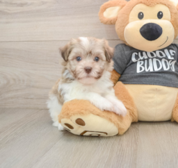 6 week old Havanese Puppy For Sale - Florida Fur Babies