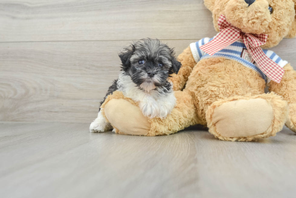 Best Havanese Baby