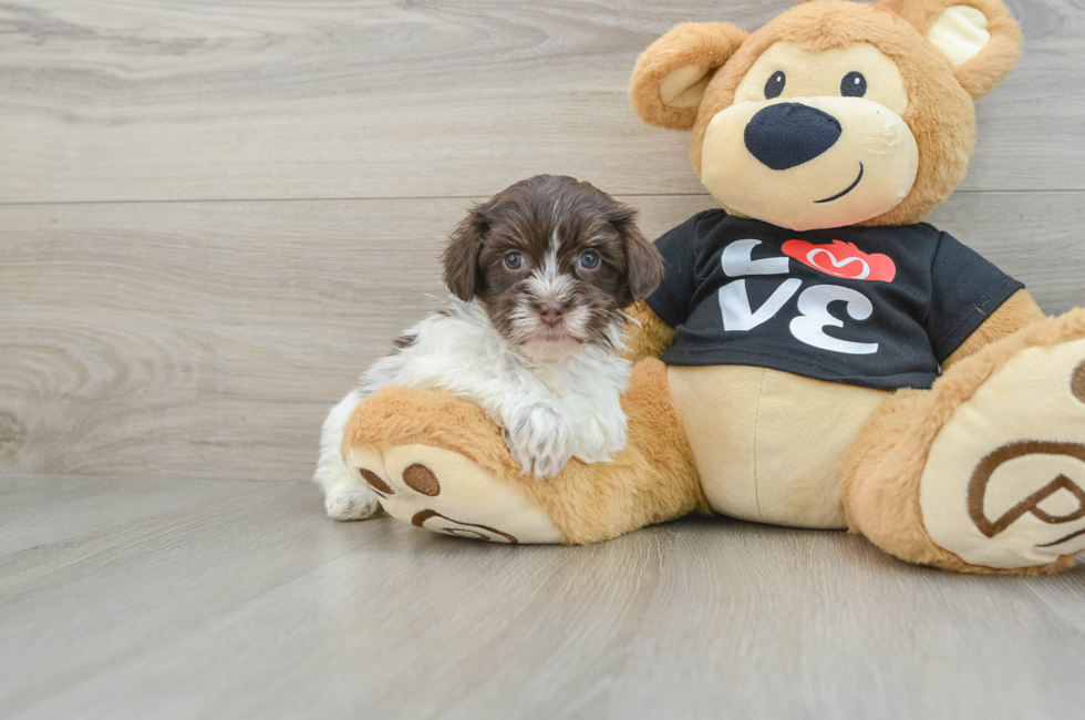 6 week old Havanese Puppy For Sale - Florida Fur Babies