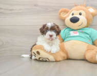 6 week old Havanese Puppy For Sale - Florida Fur Babies