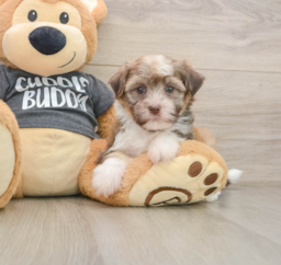 6 week old Havanese Puppy For Sale - Florida Fur Babies