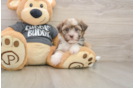 Small Havanese Purebred Pup