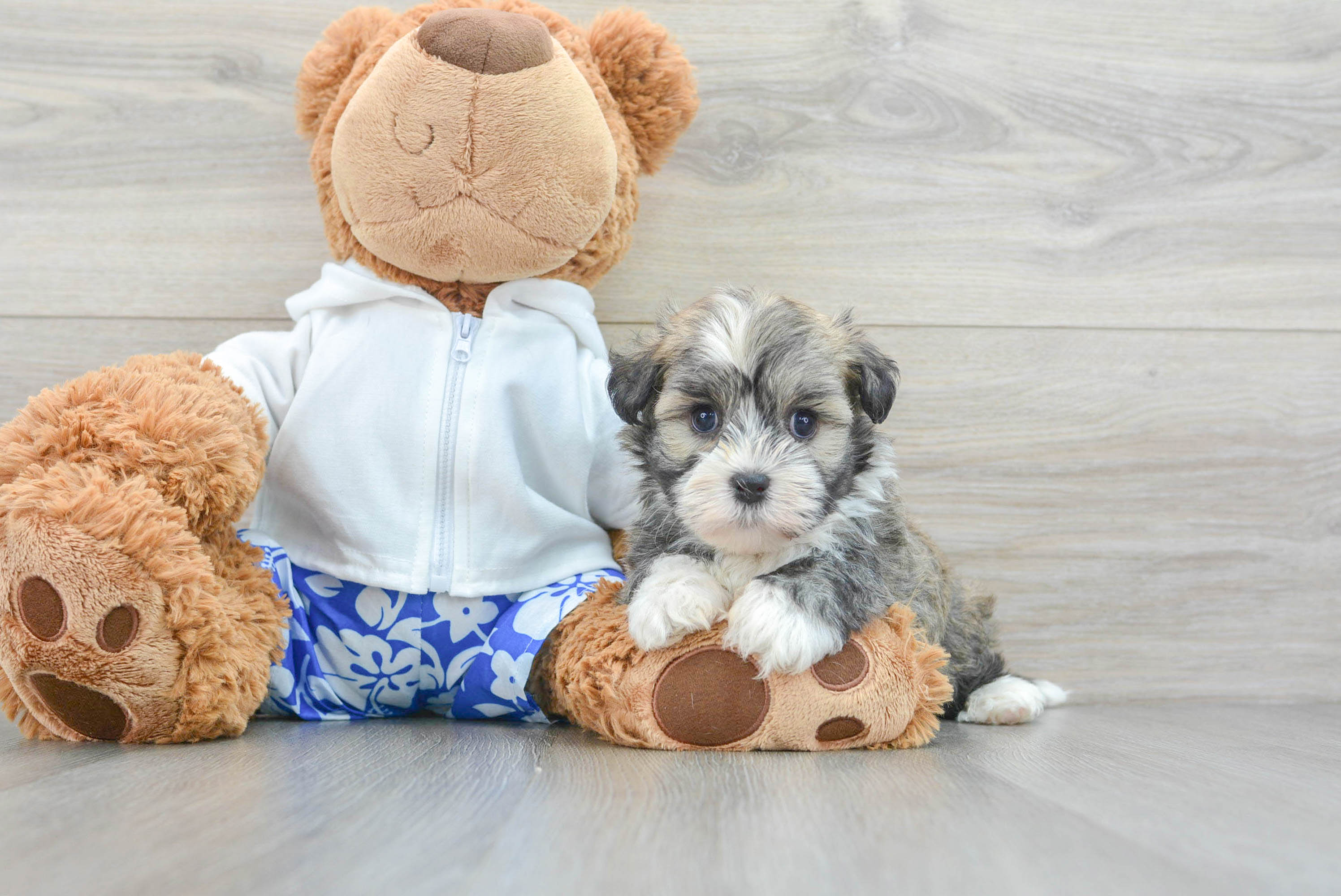 Merle havanese best sale