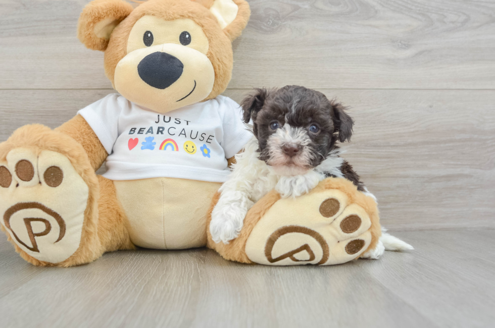 6 week old Havanese Puppy For Sale - Florida Fur Babies