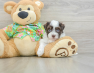 6 week old Havanese Puppy For Sale - Florida Fur Babies