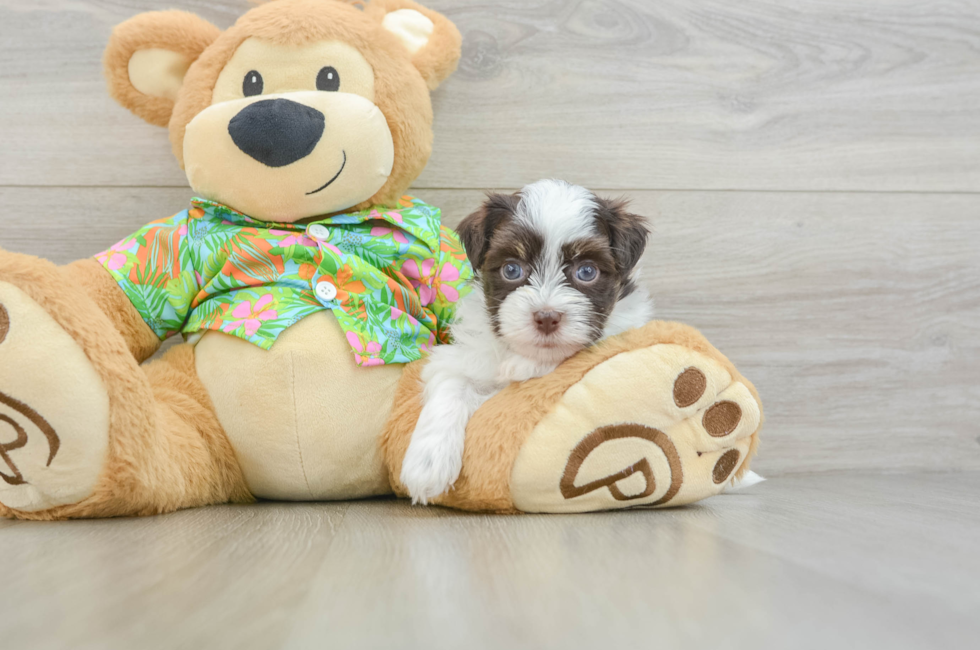5 week old Havanese Puppy For Sale - Florida Fur Babies