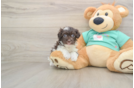 Havanese Pup Being Cute