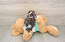 Havanese Puppy for Adoption