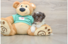 Hypoallergenic Havanese Baby