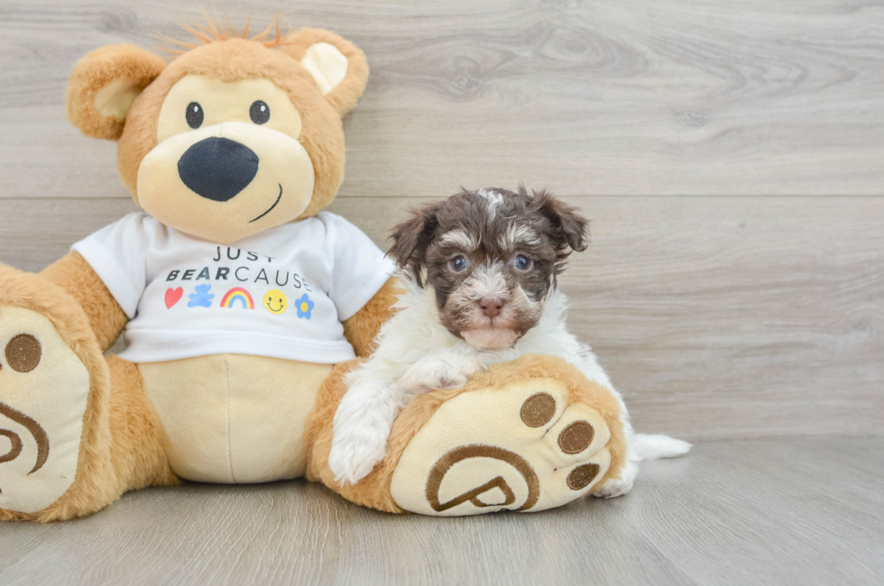 6 week old Havanese Puppy For Sale - Florida Fur Babies