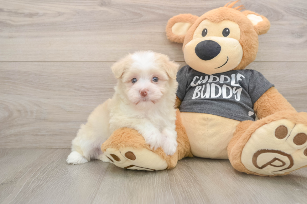 Funny Havanese Purebred Pup