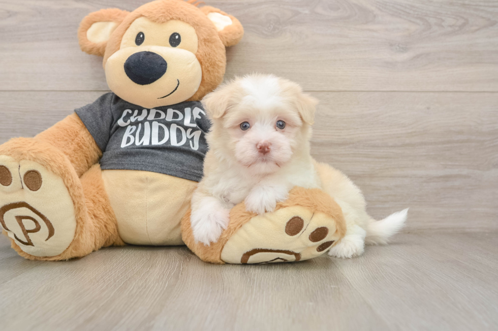 Best Havanese Baby